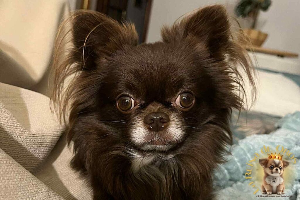 Primeros Días de Tu Chihuahua en Casa | Adaptación Feliz 9 que-hacer-cuando-llega-tu-cachorro-chihuahua