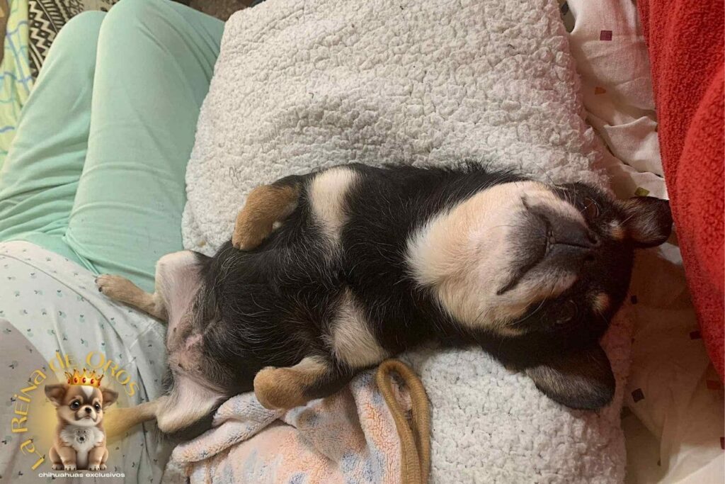 Salud y Prevención en Cachorros Chihuahua 7 salud-y-prevencion-en-cachorros-chihuahua-la-reina-de-oros