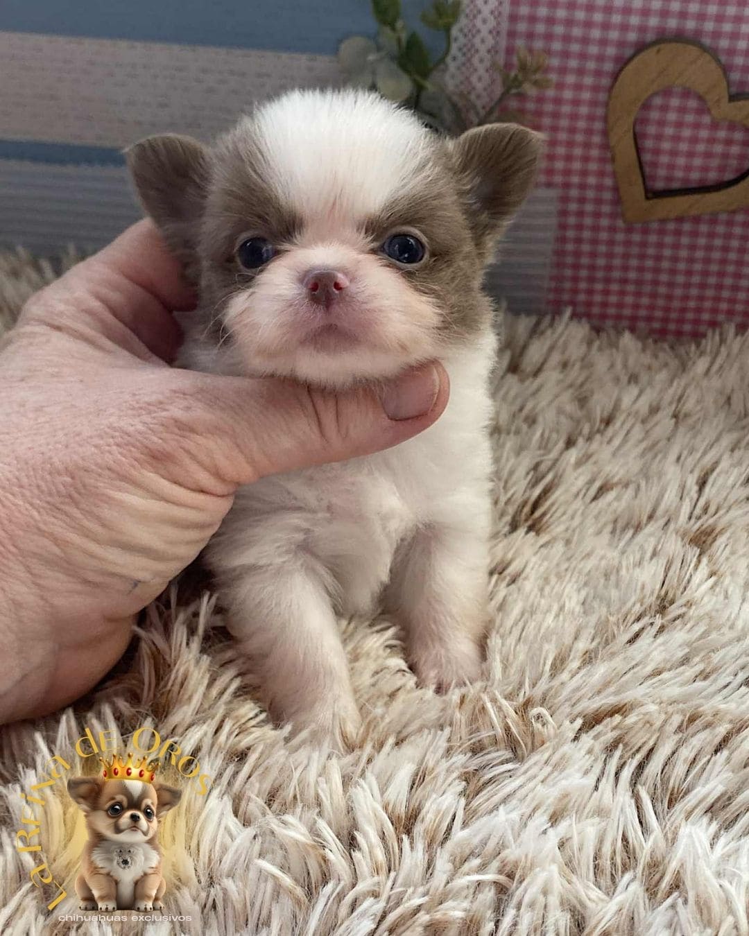 Chihuahua bebé 10