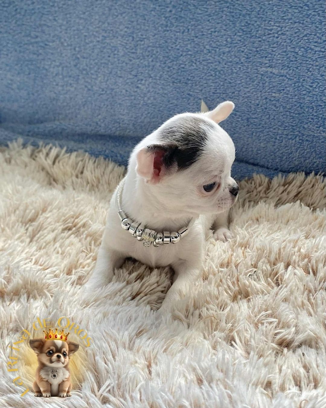 Chihuahua bebé 5
