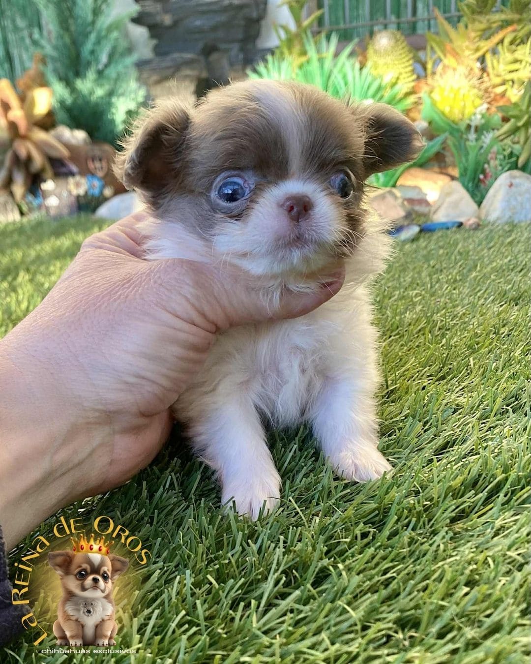 Chihuahua bebé 21