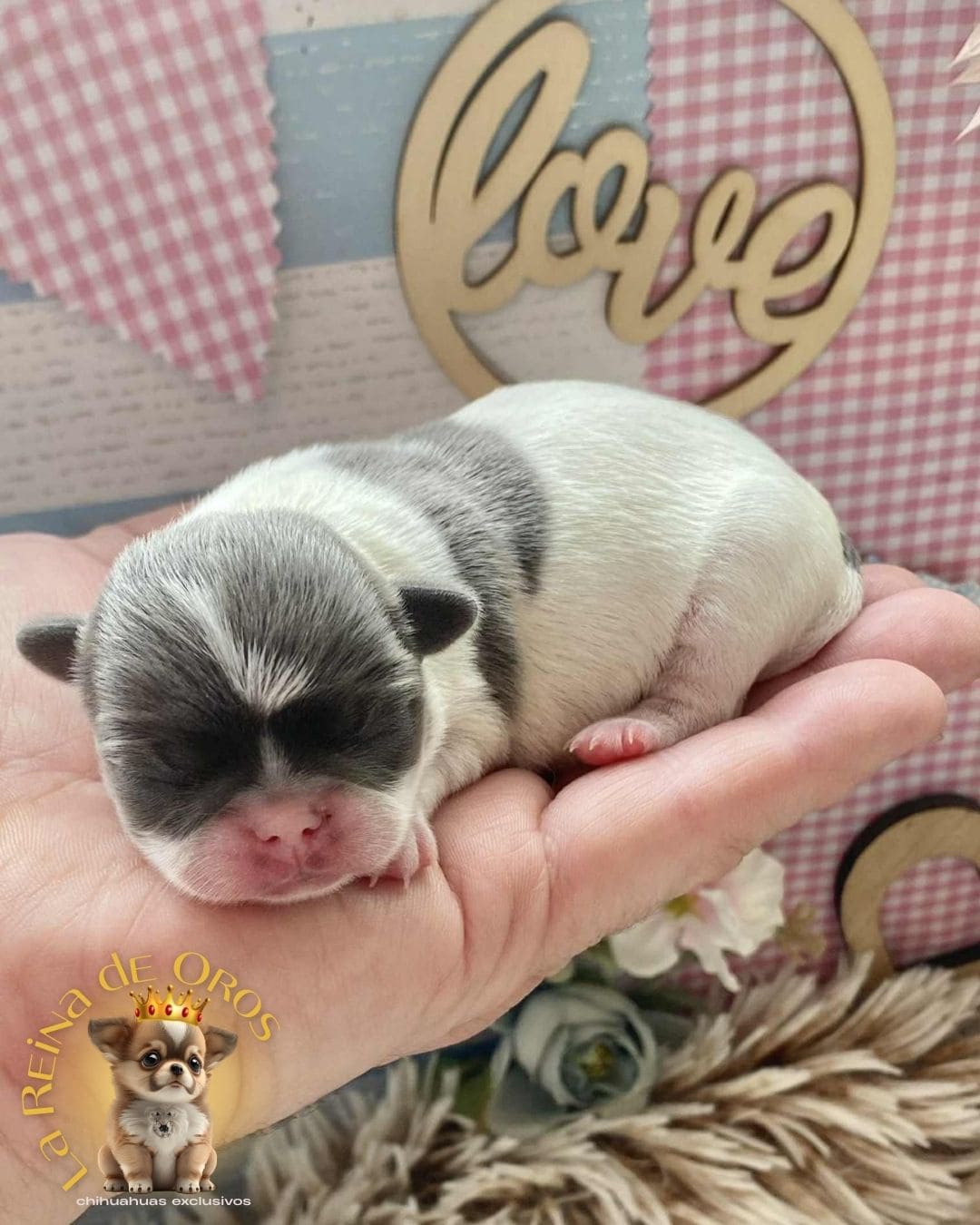 Chihuahua bebé 2