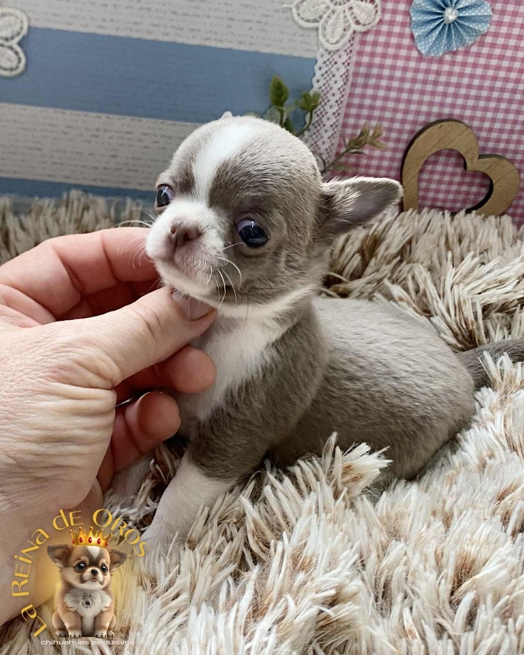 Chihuahua bebé 18