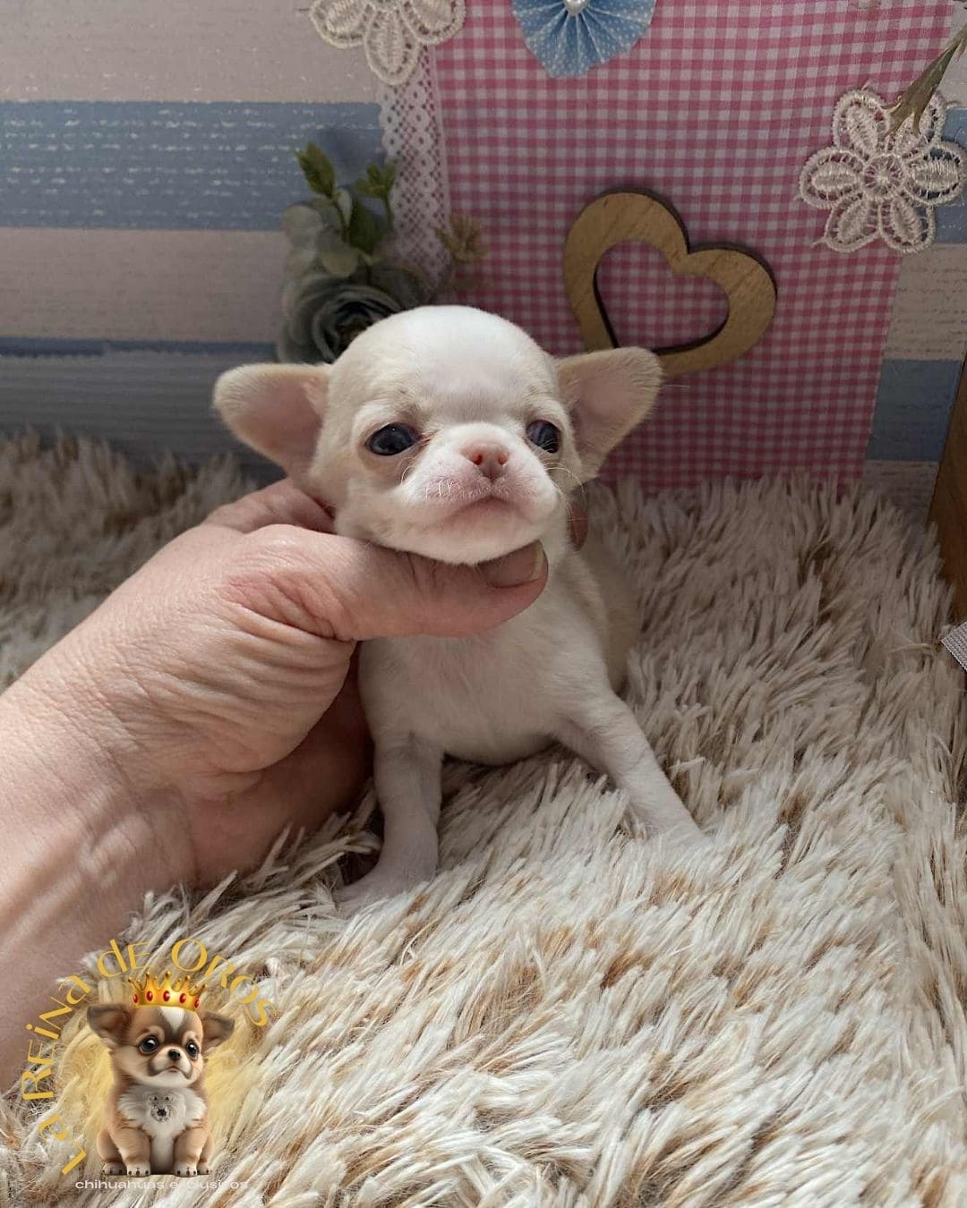Chihuahua bebé 3