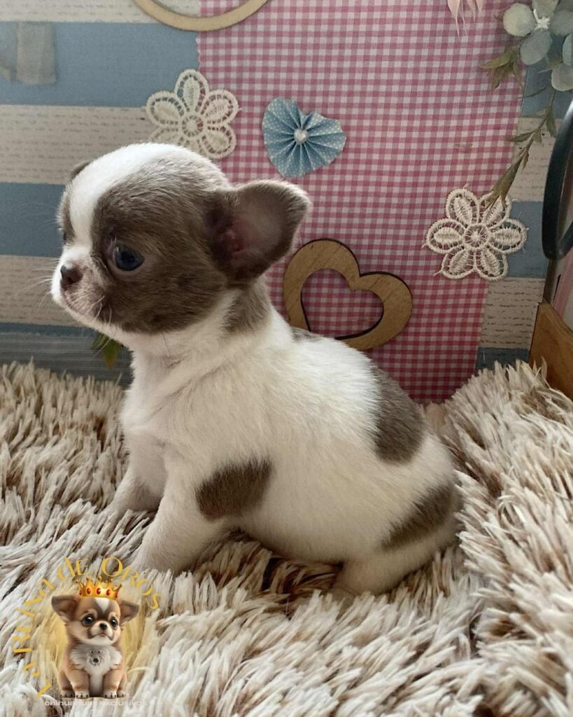 bebes-chihuahua-chatitos