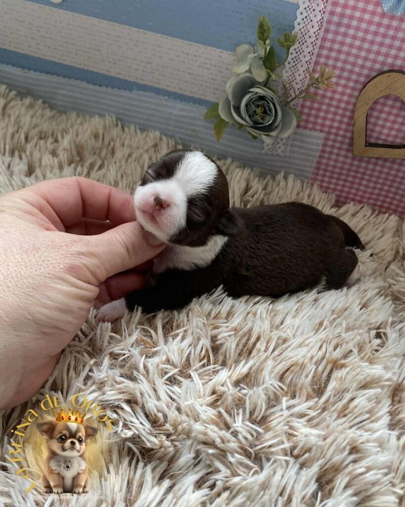 bebes-chihuahua-chocolate-y-blanco