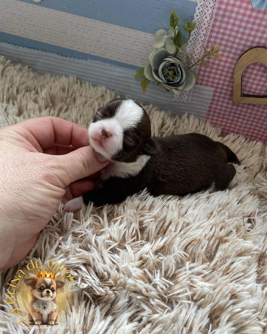 Chihuahua bebé 19