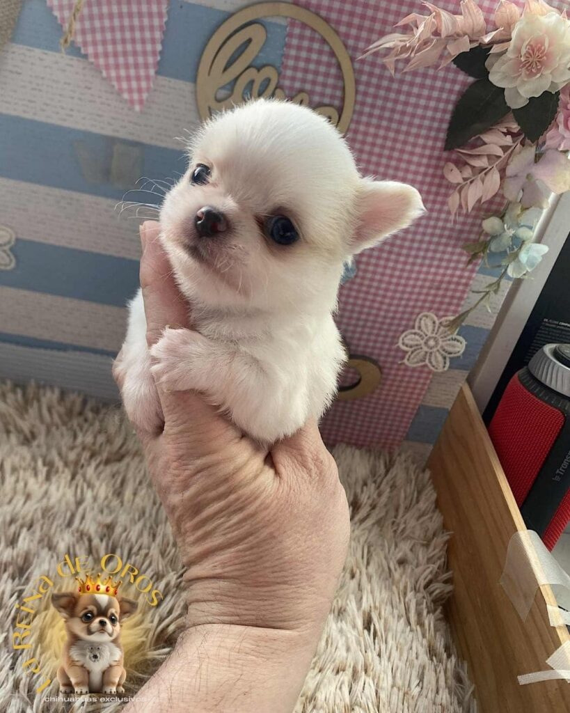 bebes-chihuahua-color-blanco