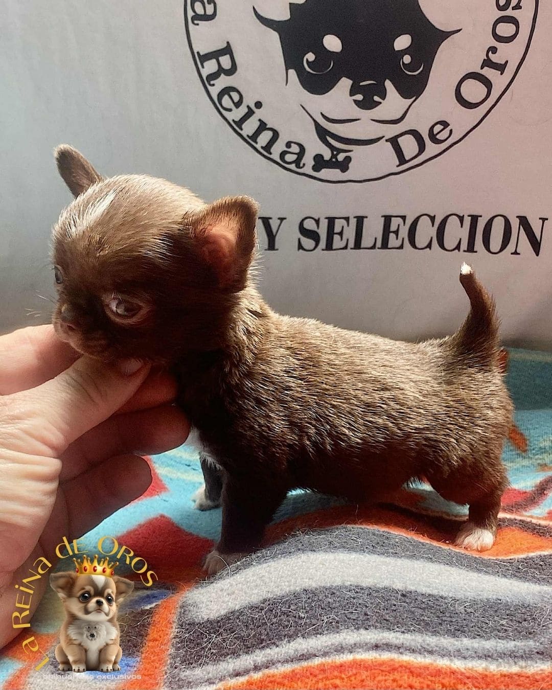 Chihuahua bebé 24