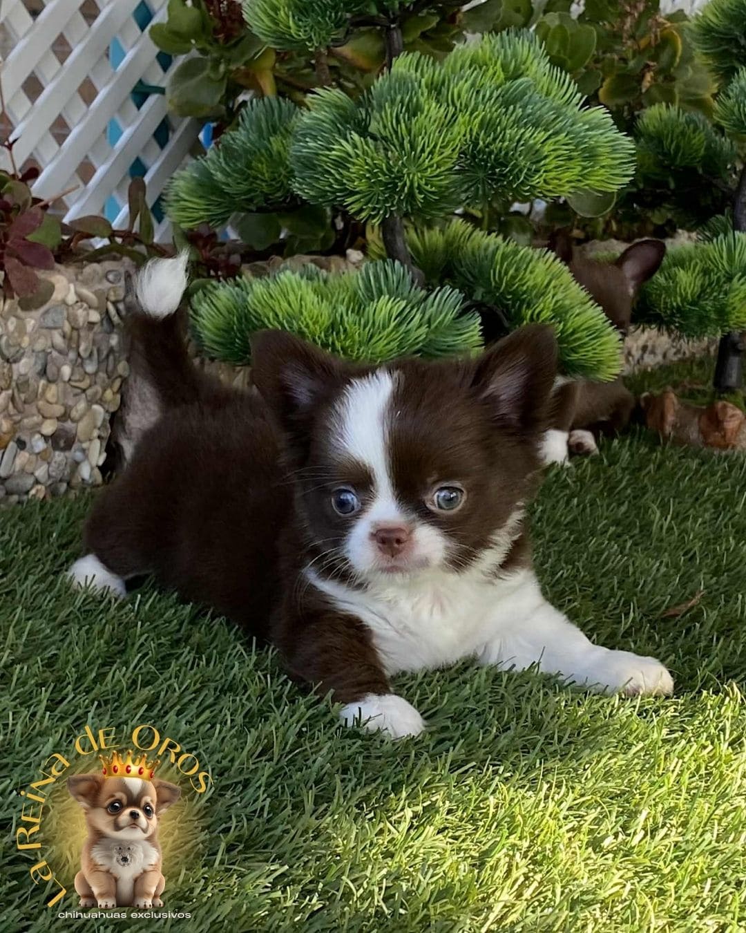Chihuahua bebé 1