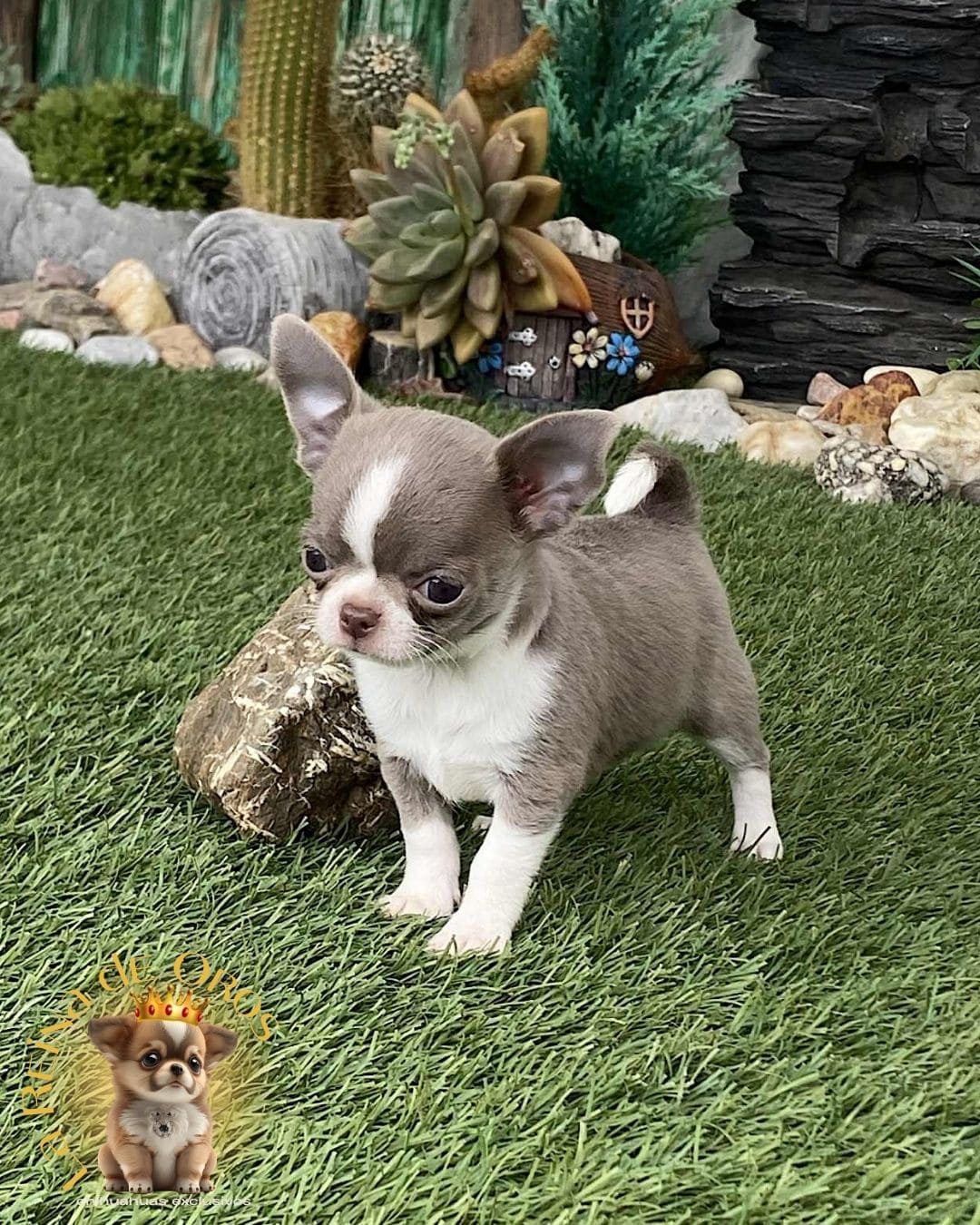 Chihuahua bebé 13