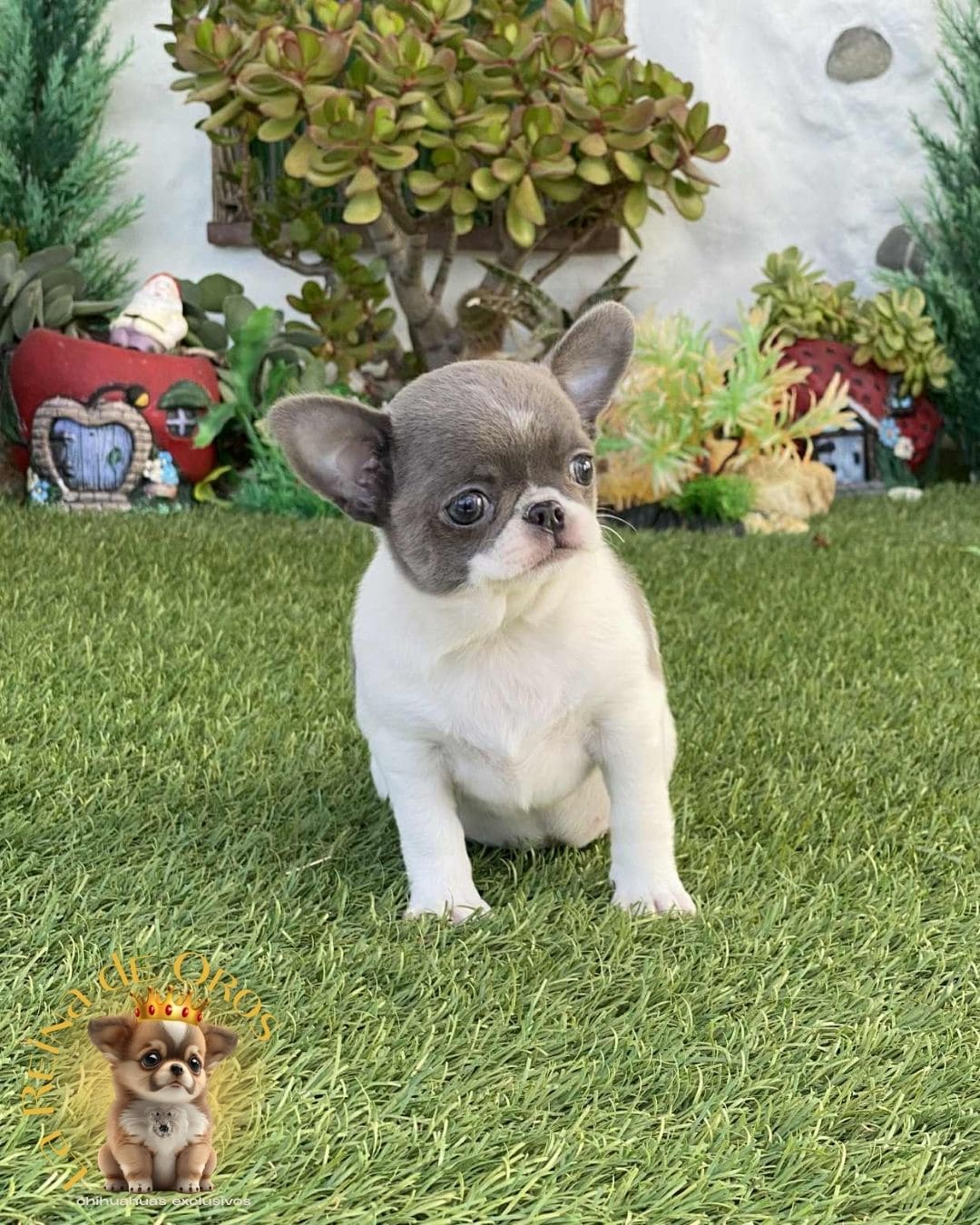Chihuahua bebé 17
