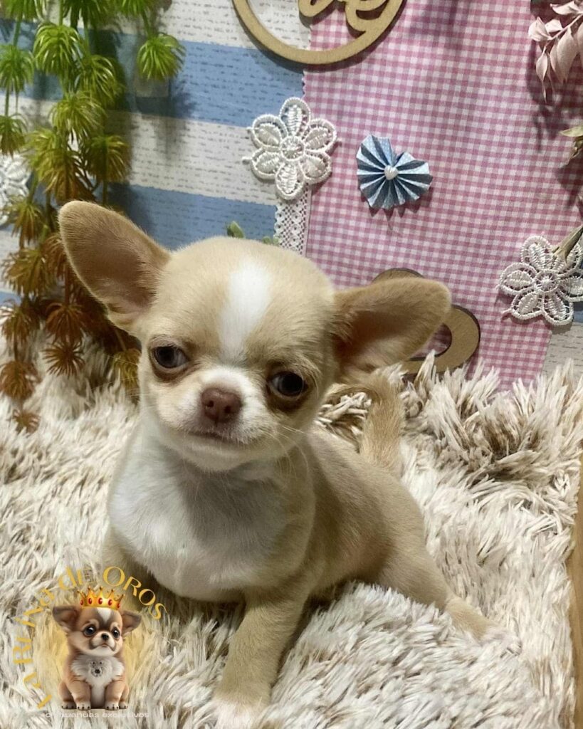 bebes-chihuahua-color-sable