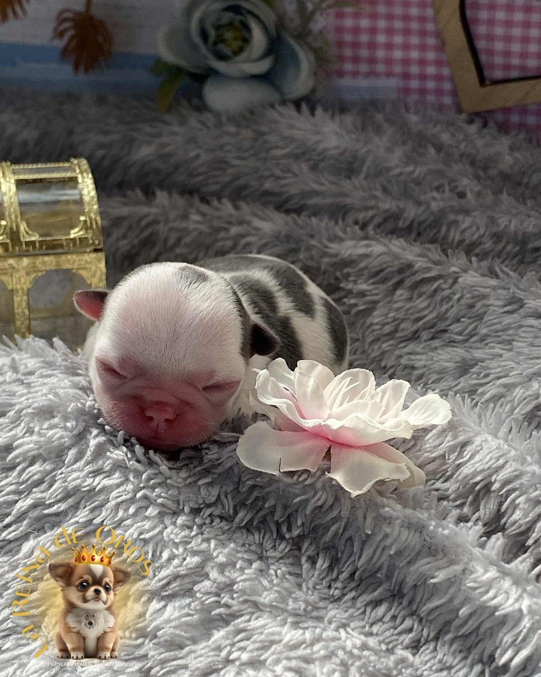 Chihuahua bebé 6