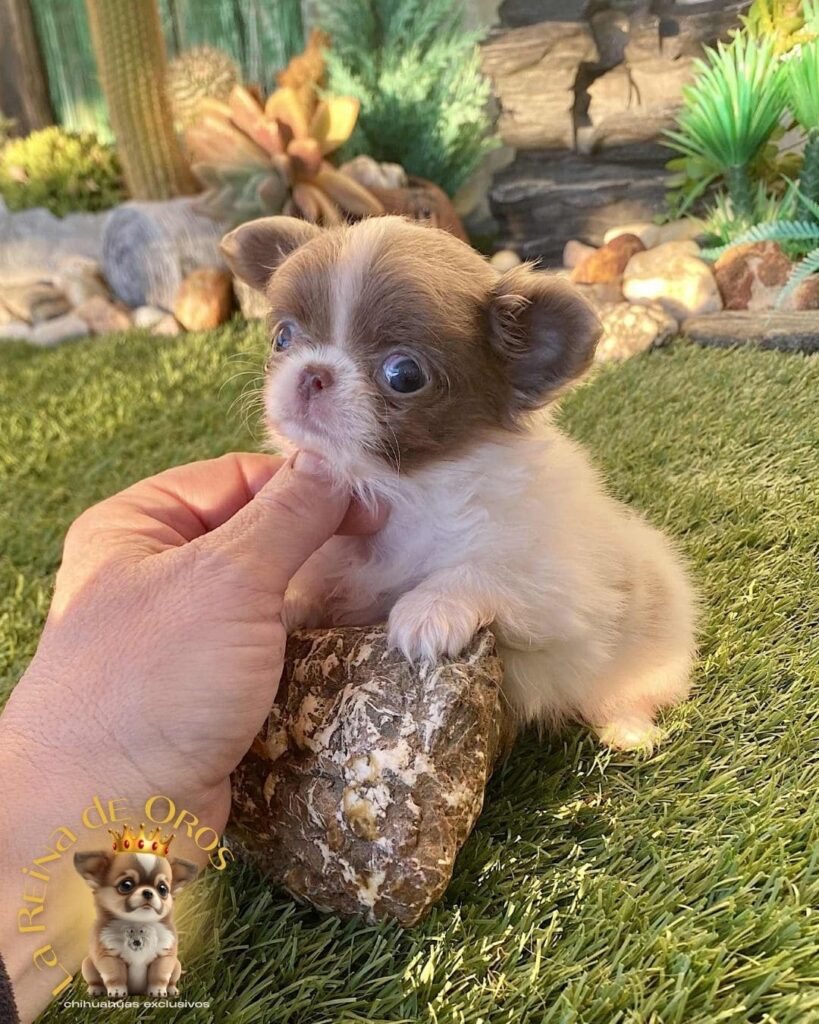 bebes-chihuahua-hembras-pelo-largo