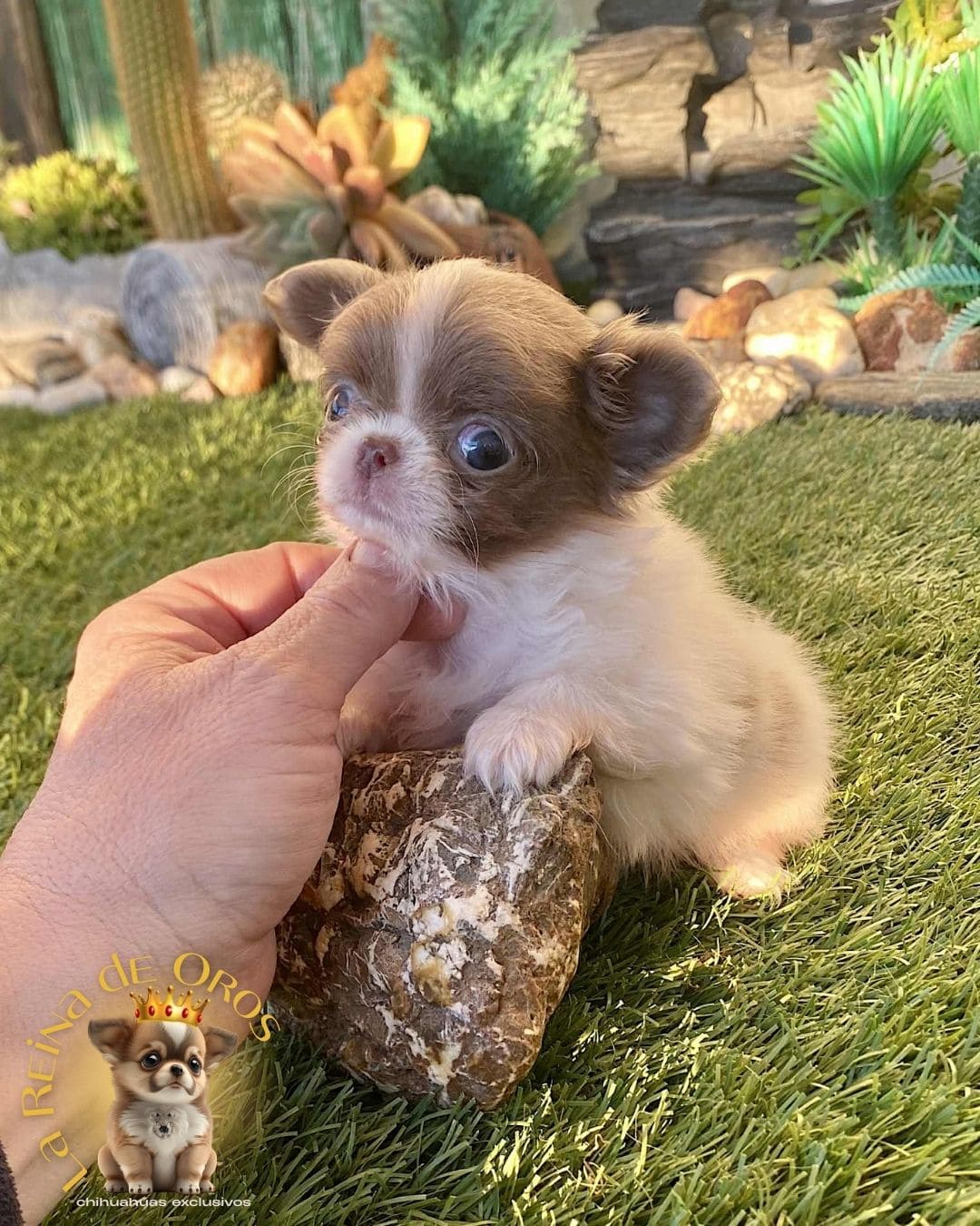 Chihuahua bebé 4
