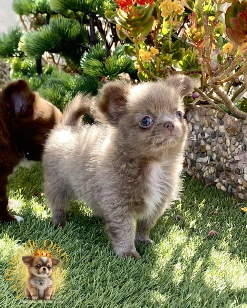 bebes-chihuahua-lilac-pelo-largo