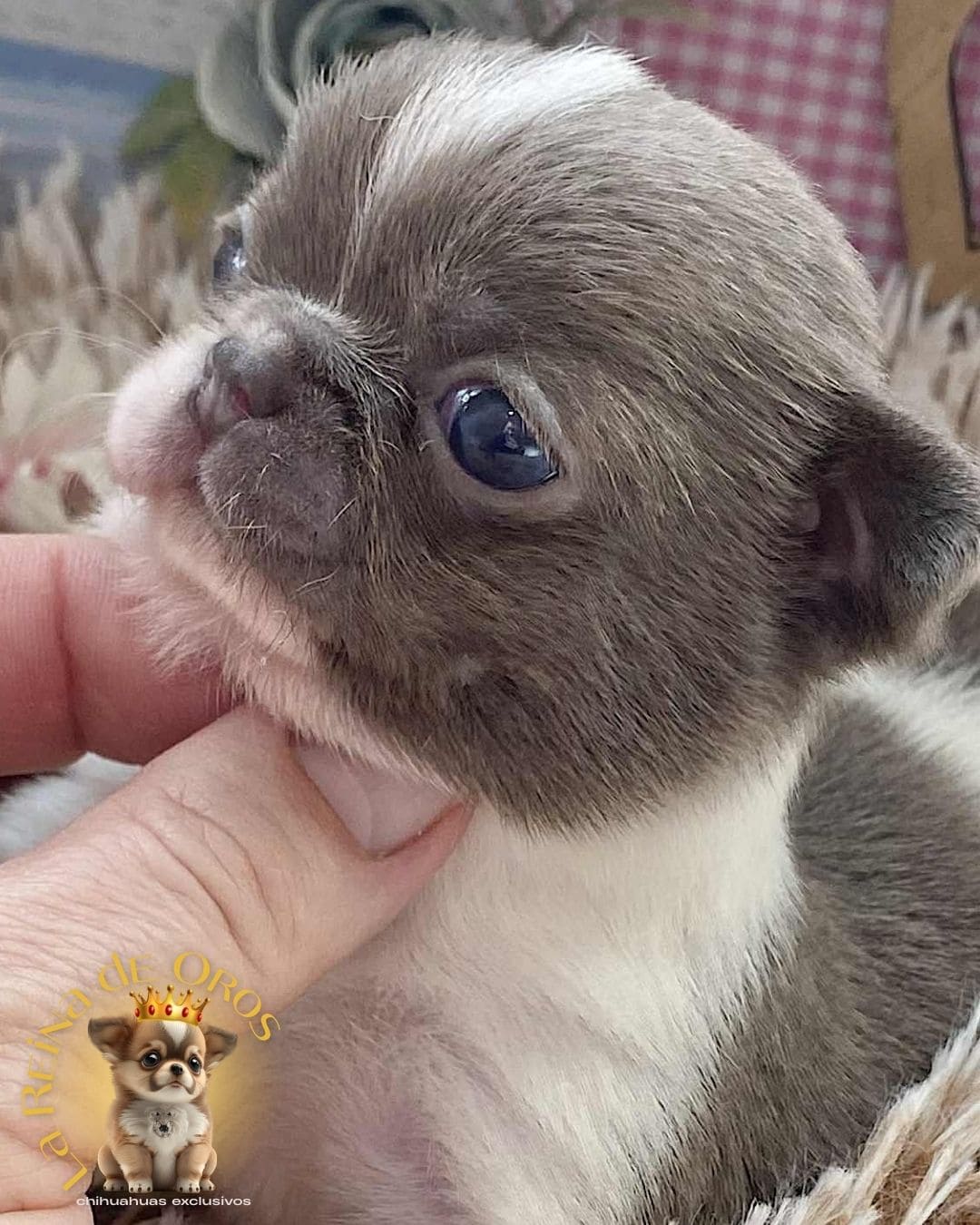 Chihuahua bebé 11