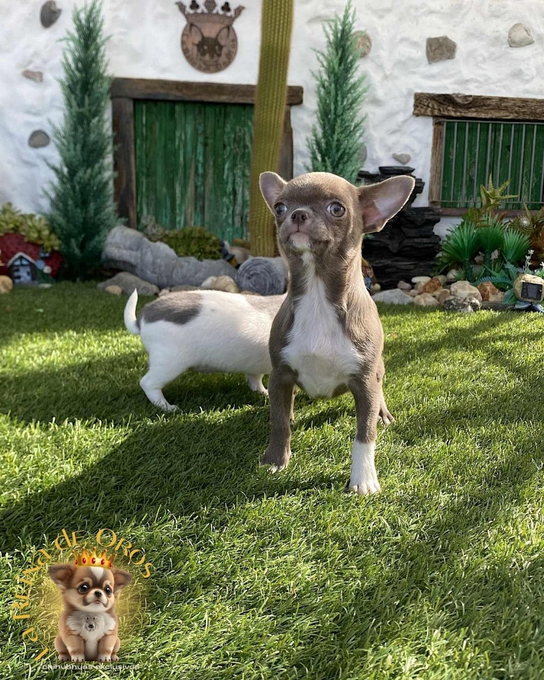 Chihuahua bebé 20
