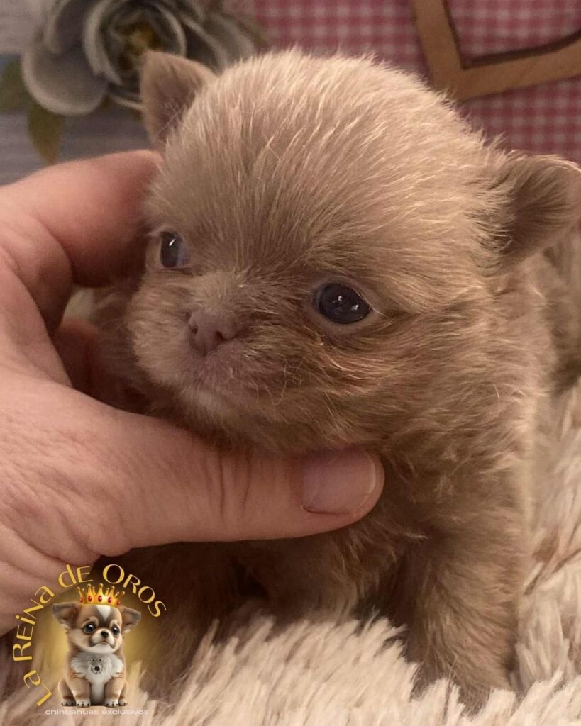 bebes-chihuahua-pelo-largo