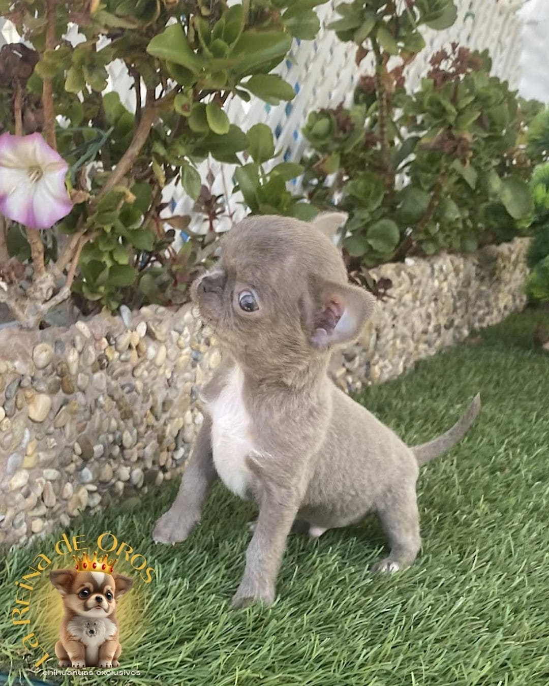 Chihuahua bebé 16