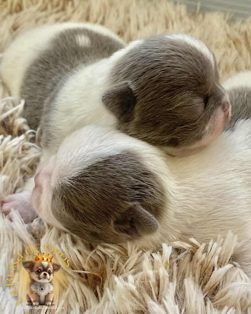 bebes-chihuahua-recien-nacidos