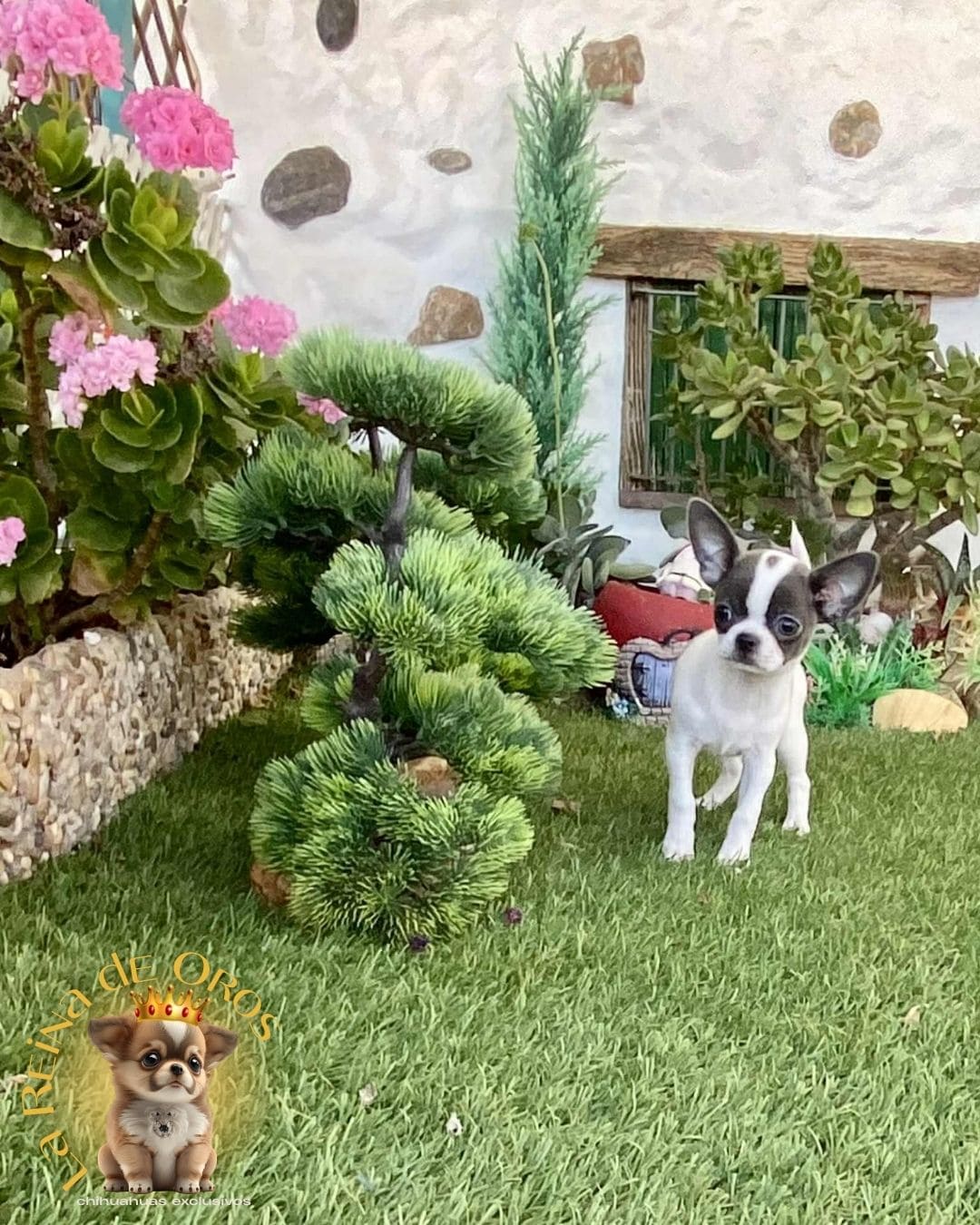 Chihuahua bebé 14