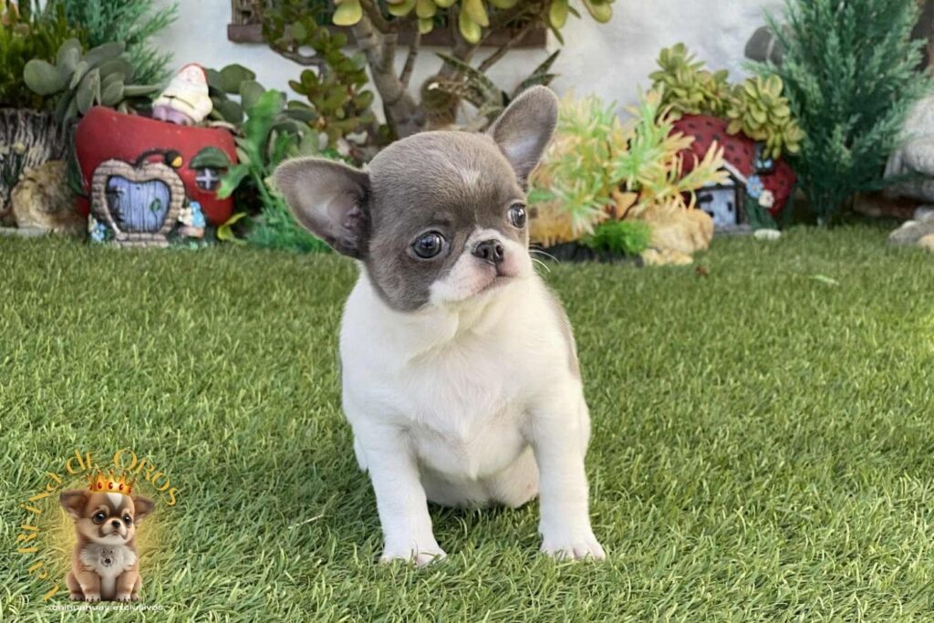 cachorros-chihuahua-en-venta