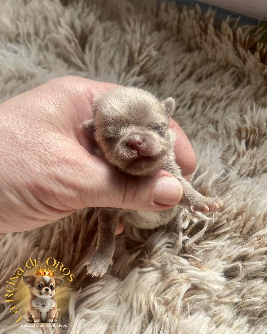 Chihuahua bebé 24