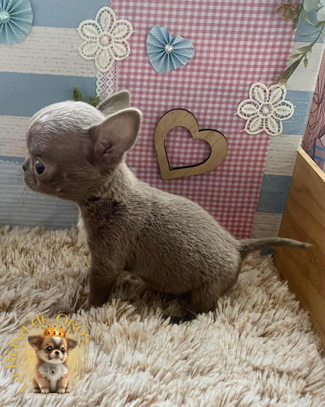 Chihuahua bebé 24