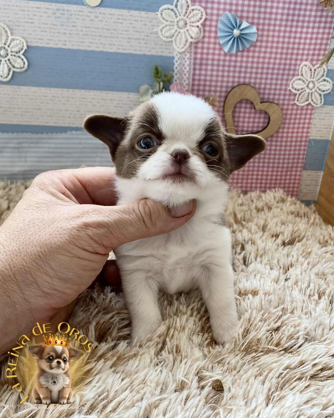 Chihuahua bebé 24