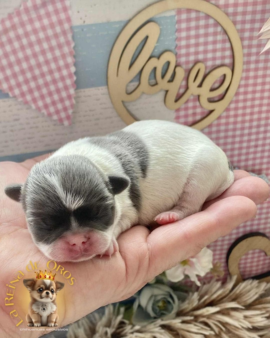 Chihuahua bebé 24