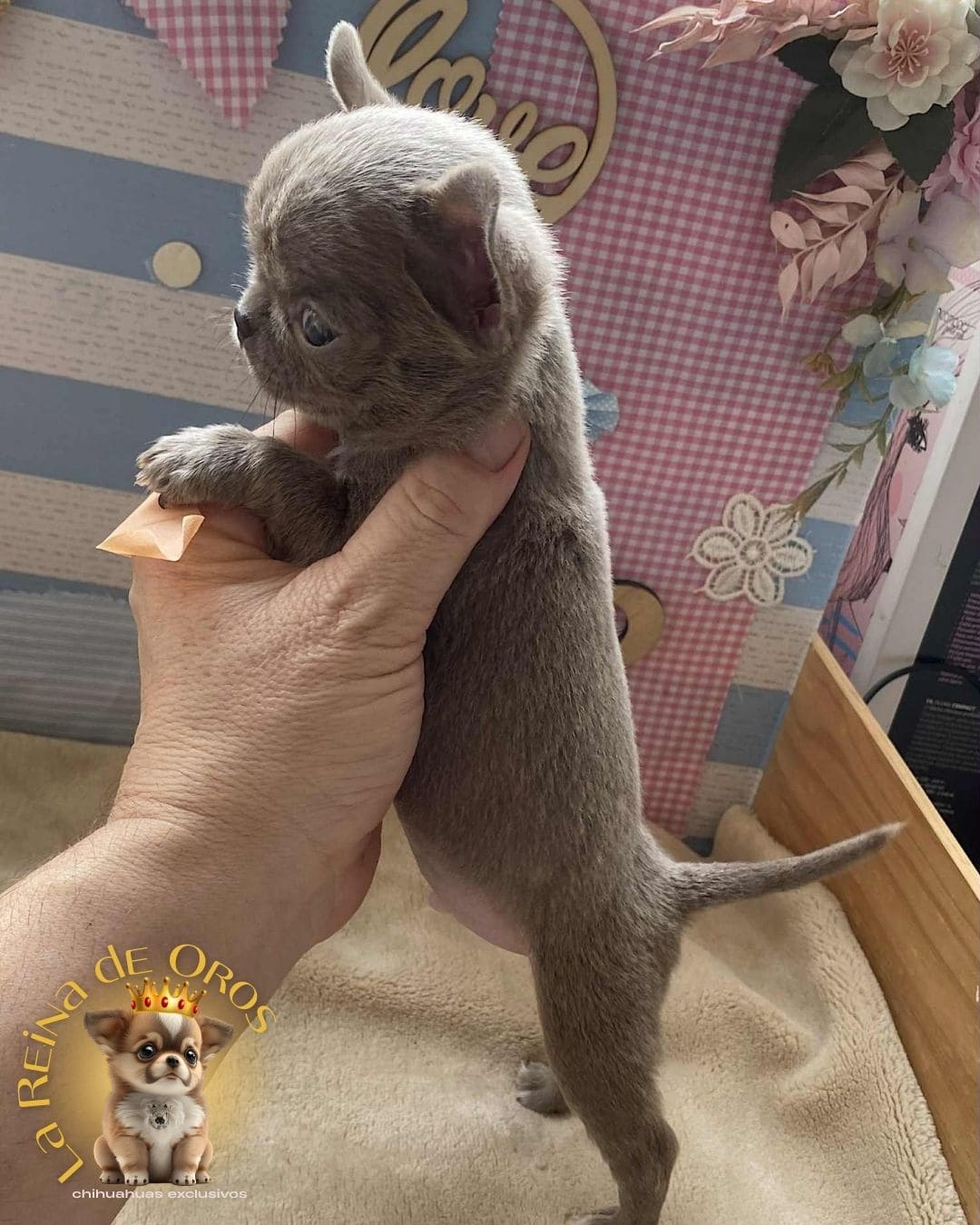 Chihuahua bebé 24