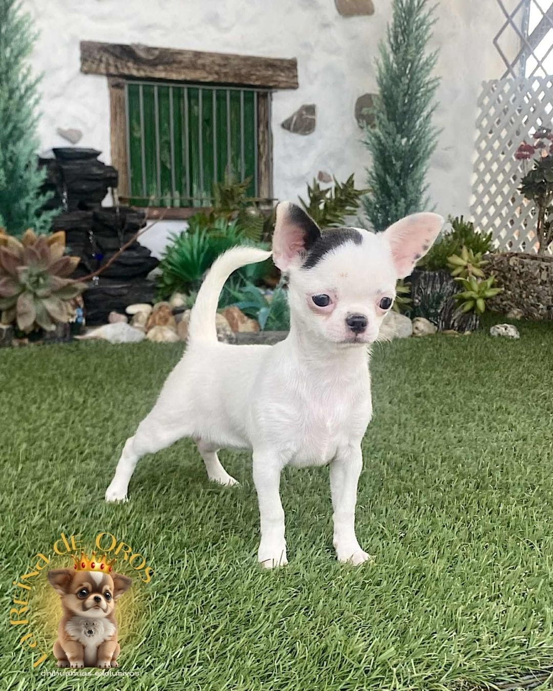 Chihuahua bebé 9