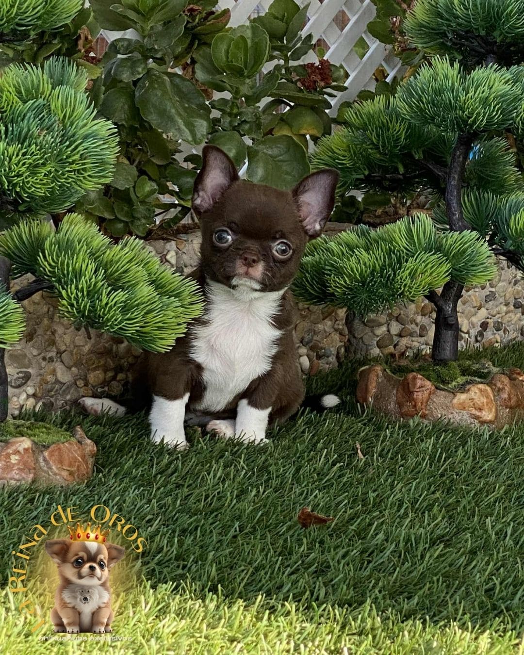 Chihuahua bebé 24