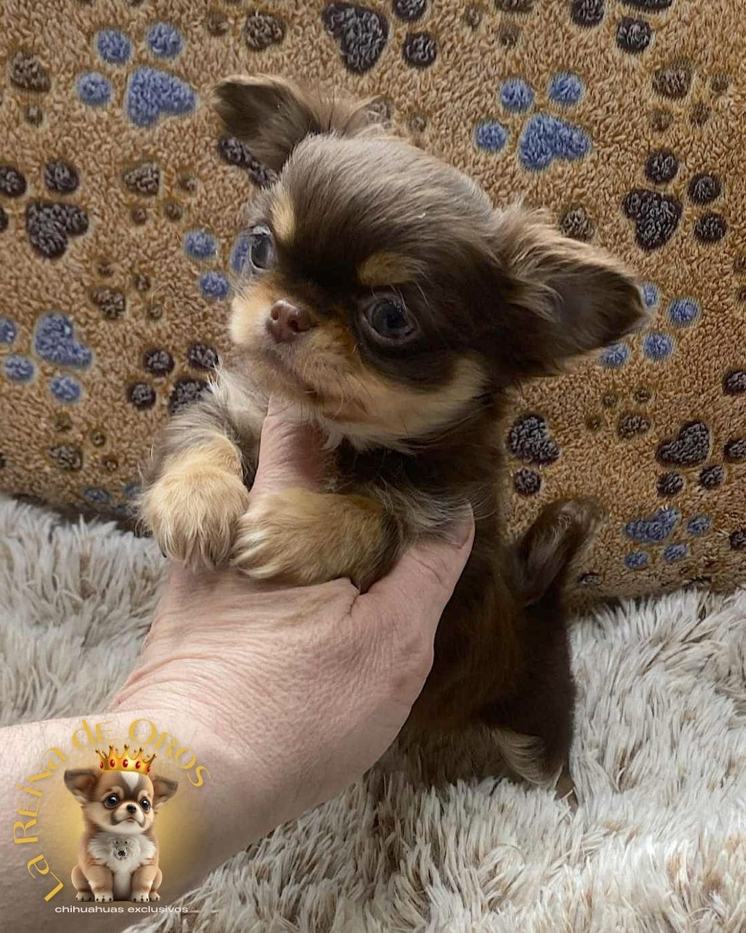 Chihuahua bebé 24