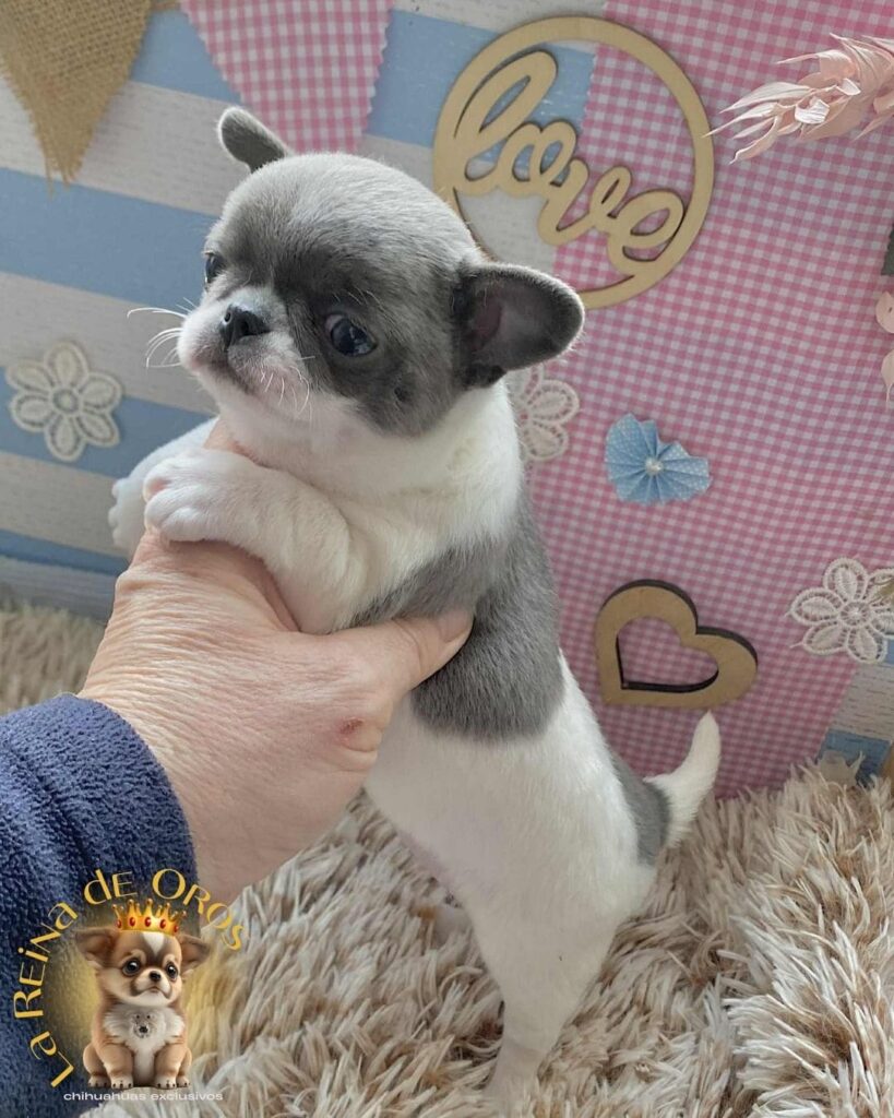 chihuahuas-vendidos-afijo-la-reina-de-oros
