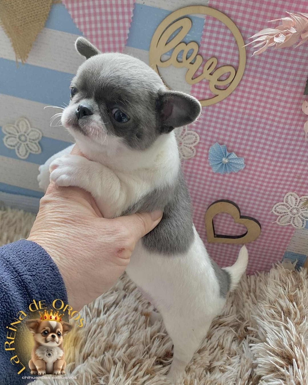 Chihuahua bebé 8