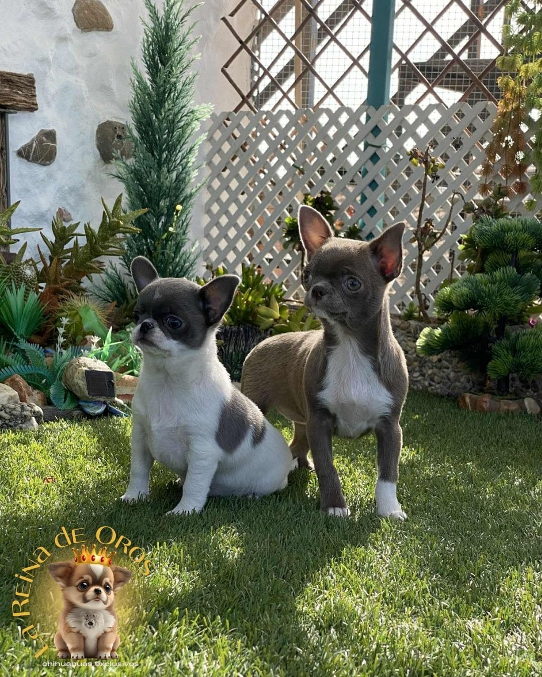 Chihuahua bebé 12