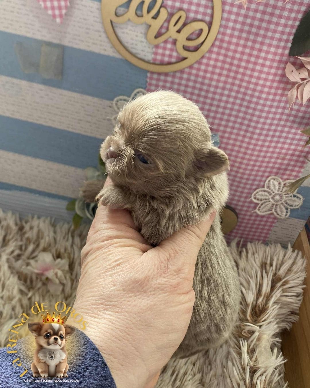 Chihuahua bebé 7