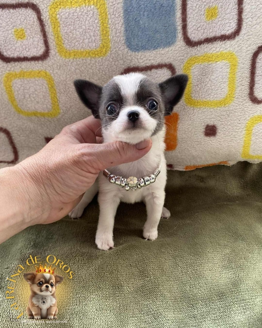 Chihuahua bebé 22