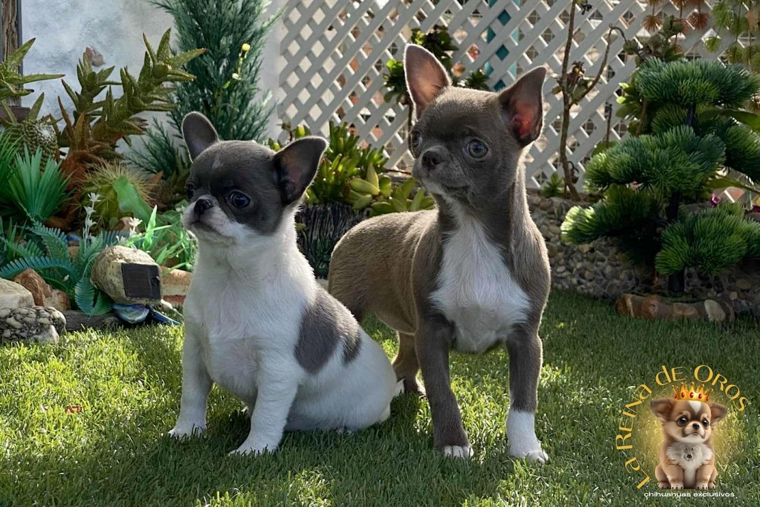Galeria de Bebés Chihuahua