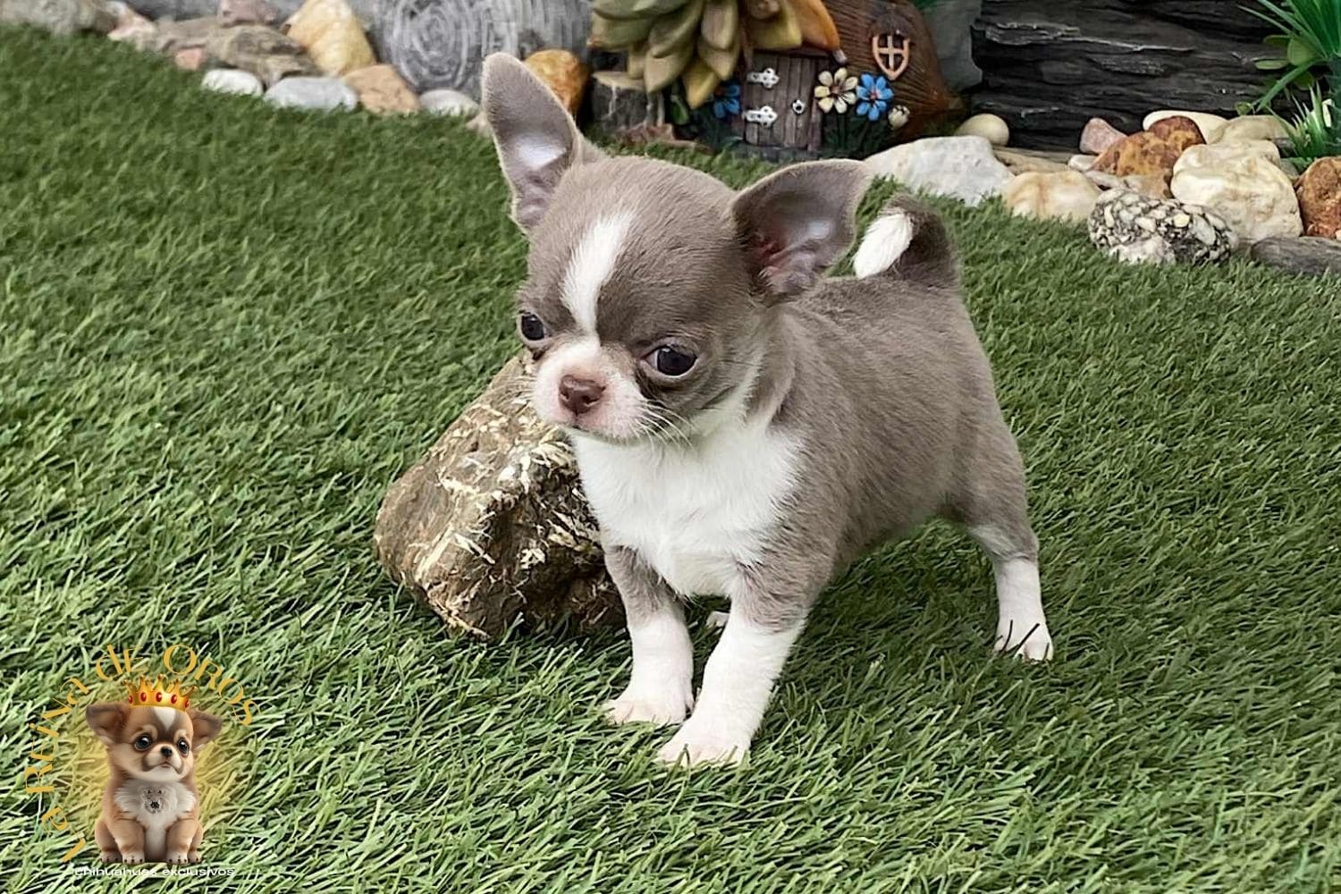 salud-y-prevencion-en-cachorros-chihuahua