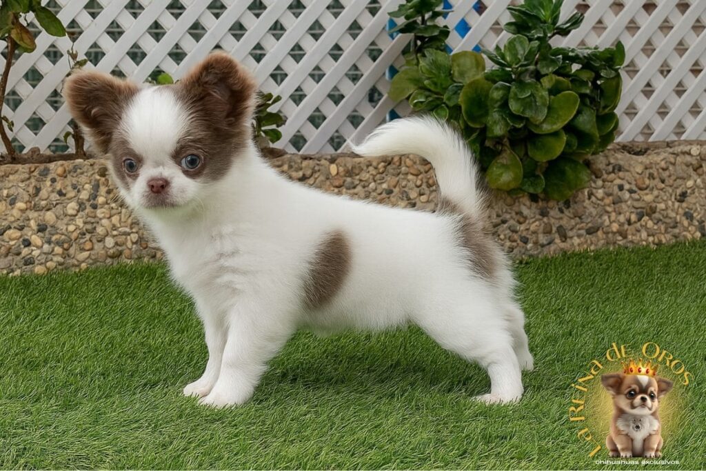 blog-de-chihuahuas
