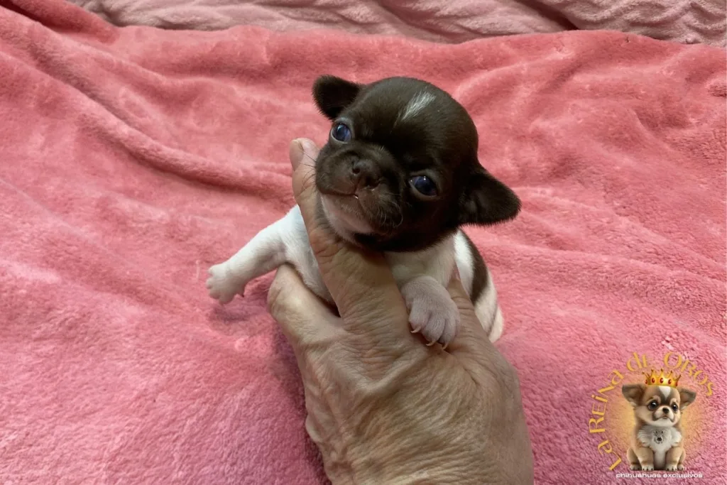 Cachorro Chihuahua Candy de La Reina de Oros 4 cachorro-chihuahua-candy