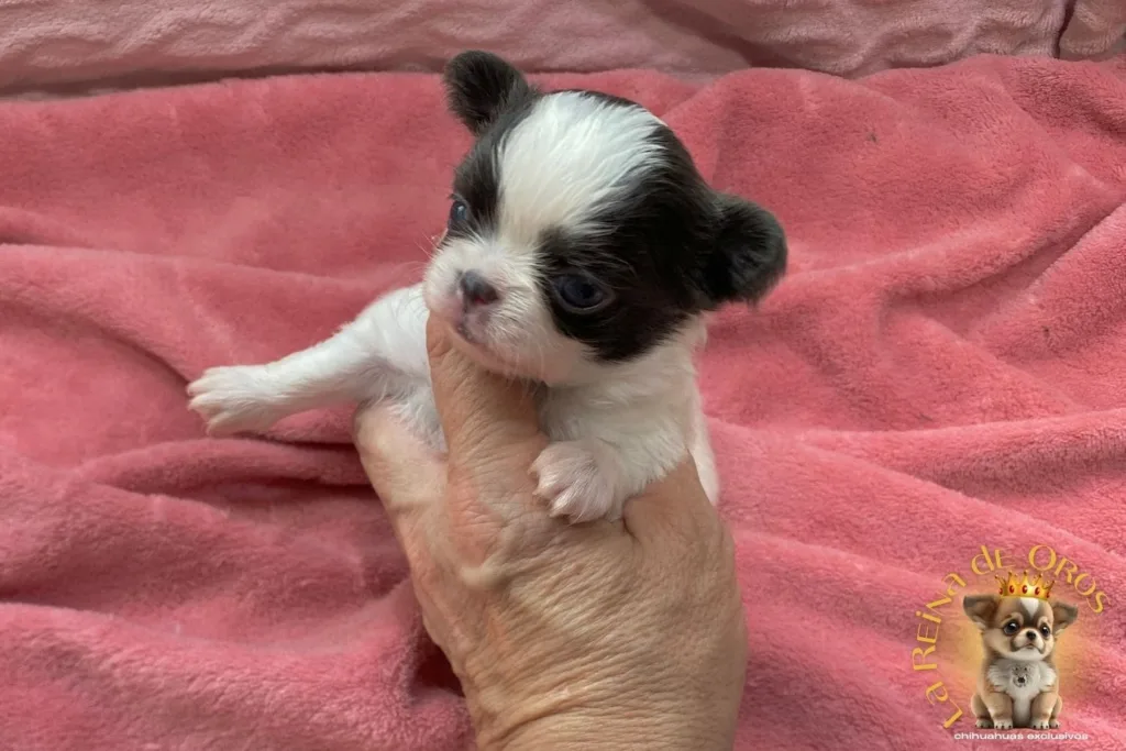 cachorro-chihuahua-india