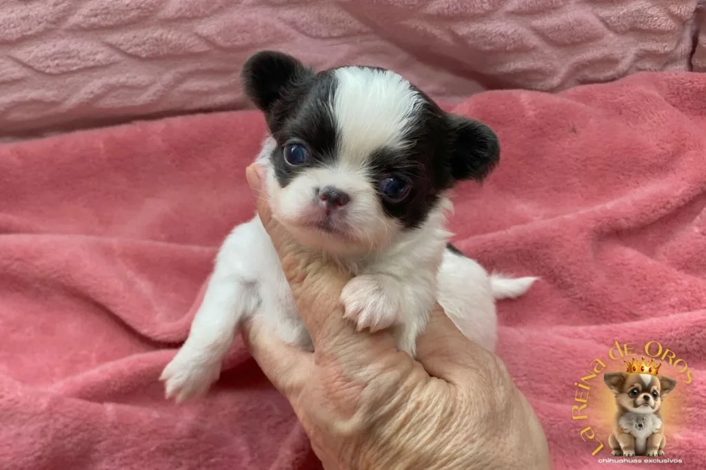 cachorro-chihuahua-india-blanco-azul