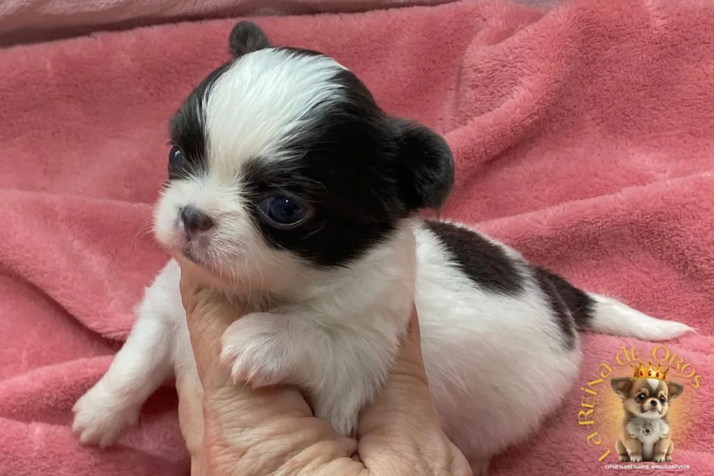 cachorro-chihuahua-india-en-venta