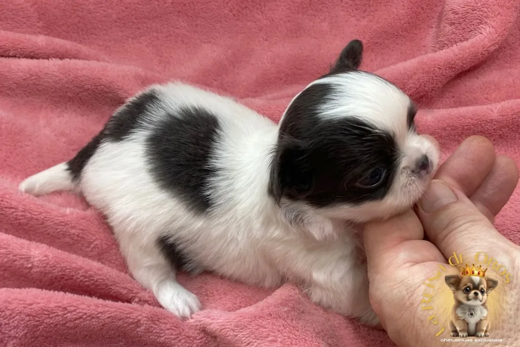 cachorro-chihuahua-india-pelo-largo