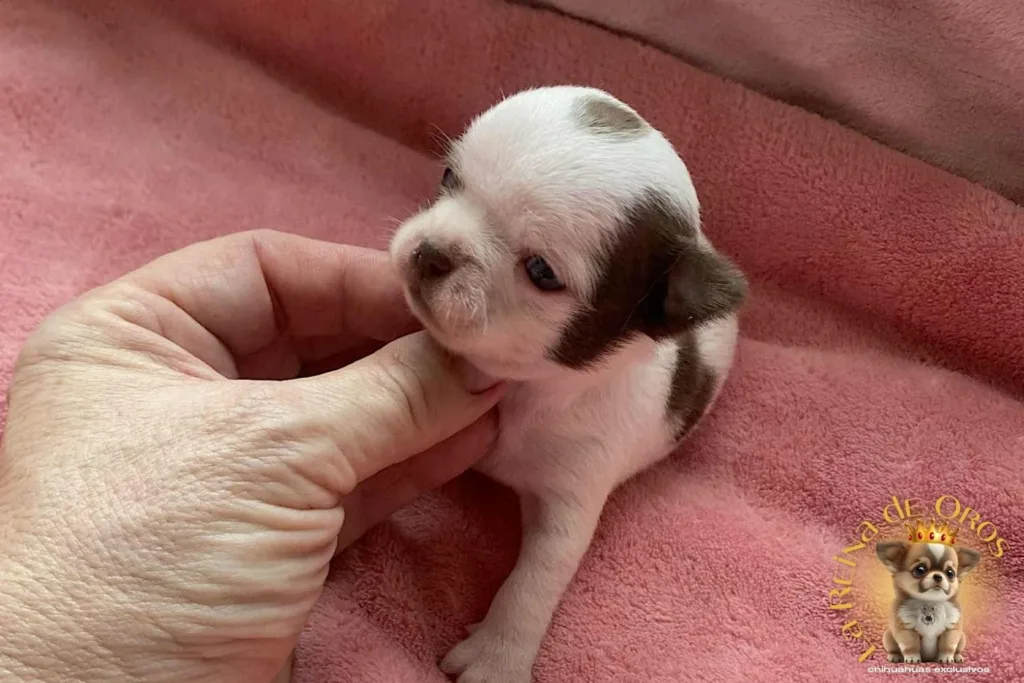 Cachorro Chihuahua Jazmin de La Reina de Oros 4 cachorro-chihuahua-jazmin